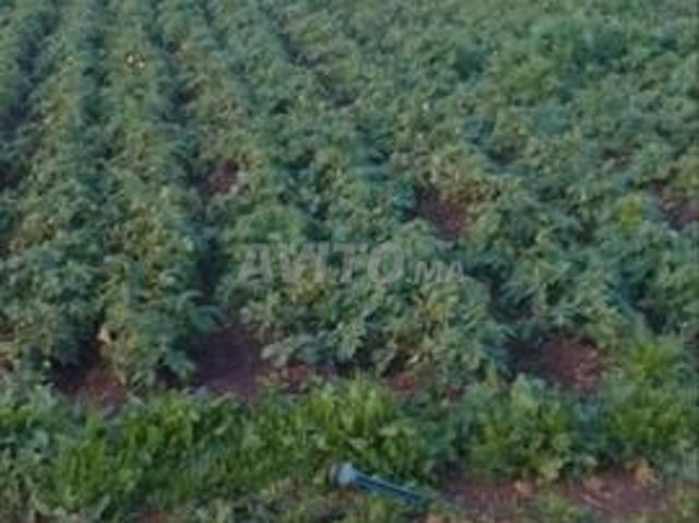 Propriété vente à Ar Rommani