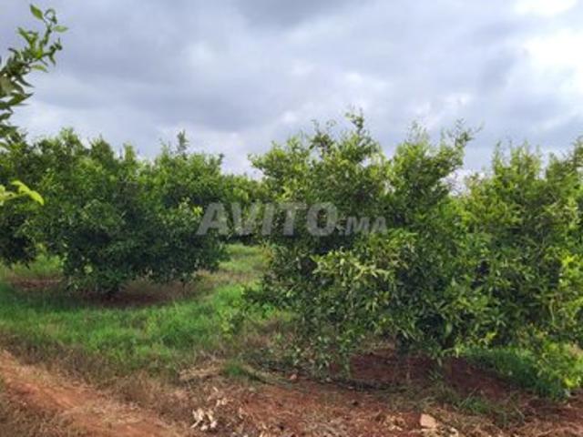 Propriété vente à Berkane