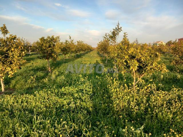 Propriété vente à Gharb-Chrarda-Beni Hssen