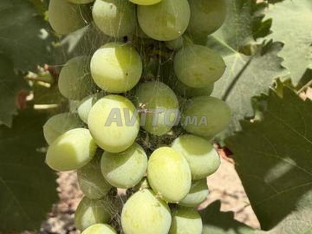 Propriété vente à Slimane, Gharb-Chrarda-Beni Hssen