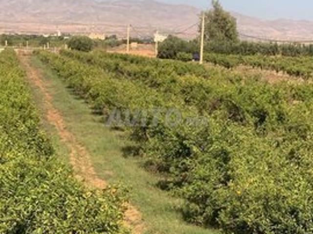 Propriété vente à Berkane
