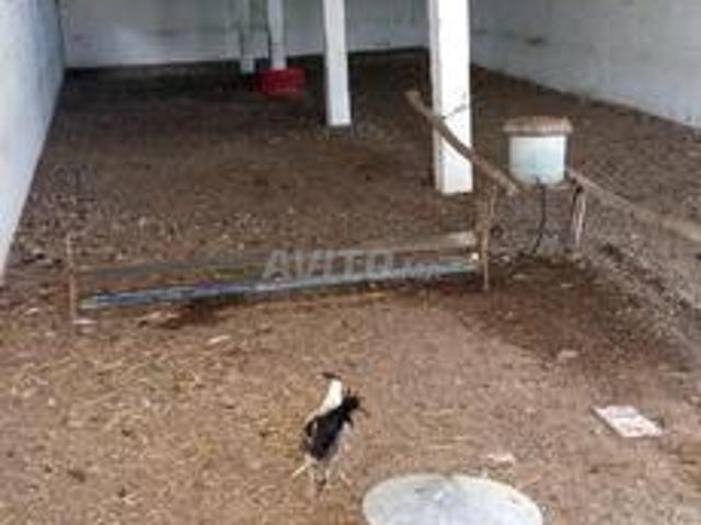 Propriété vente à Berrechid, Gharb-Chrarda-Beni Hssen
