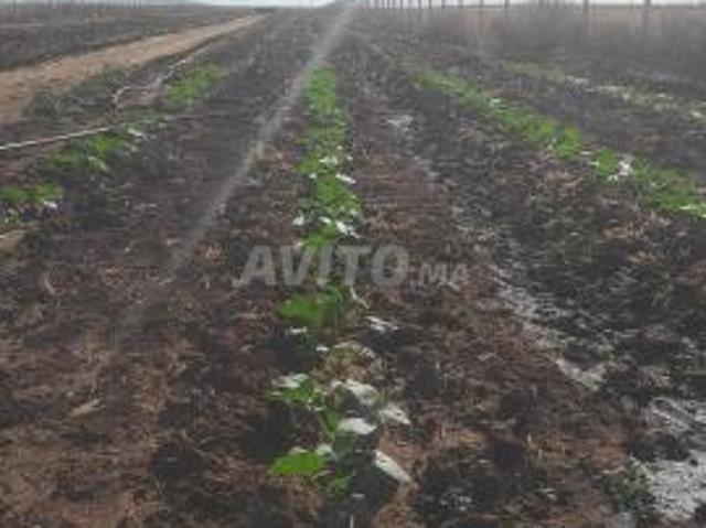 Propriété vente à Berrechid, Gharb-Chrarda-Beni Hssen