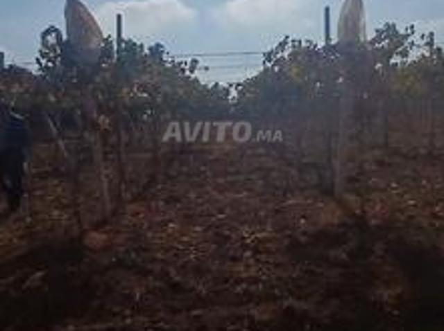 Propriété vente à Gharb-Chrarda-Beni Hssen
