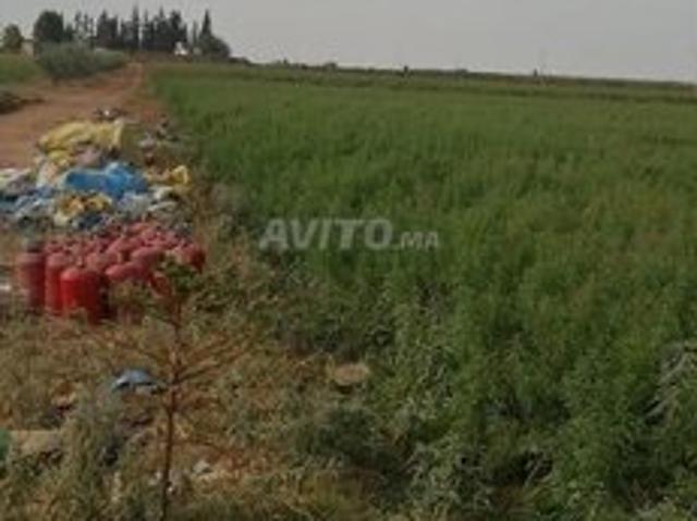 Propriété vente à Mellal