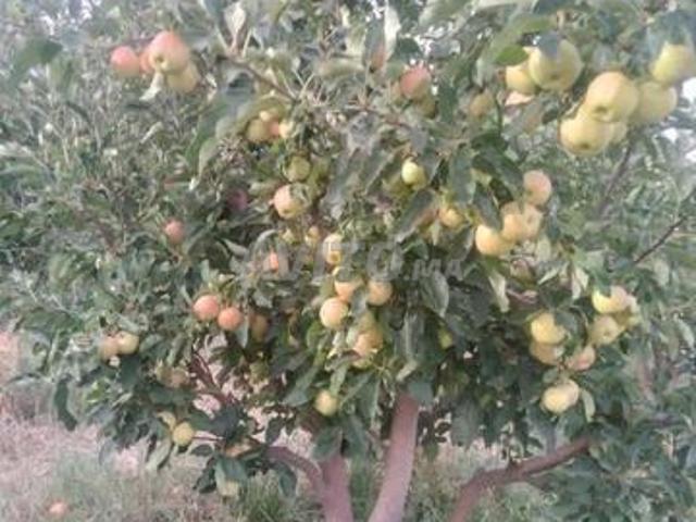 Propriété vente à Ifrane