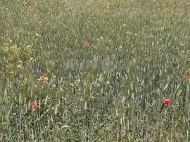 Propriété vente à Tasa