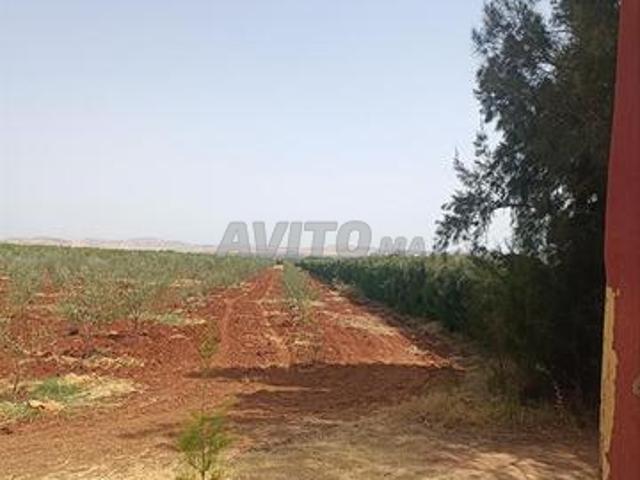 Propriété vente à Ain Taoujdat