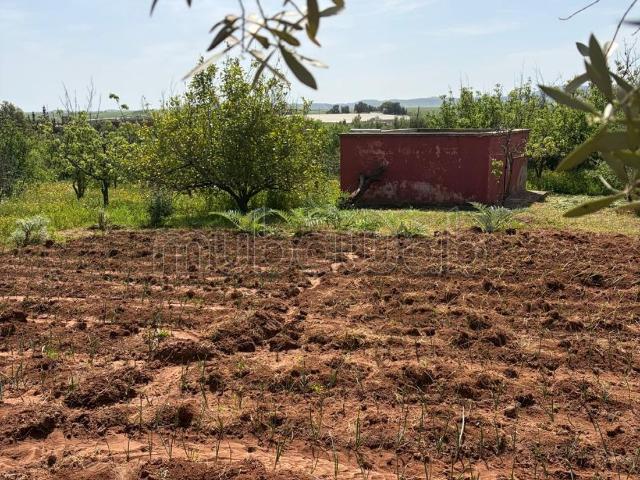 Ferme vente à Ain Marchouch