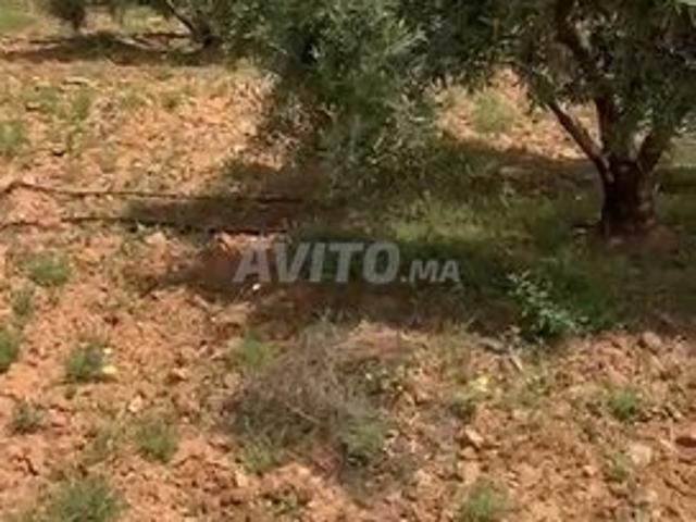 Propriété vente à Guercif