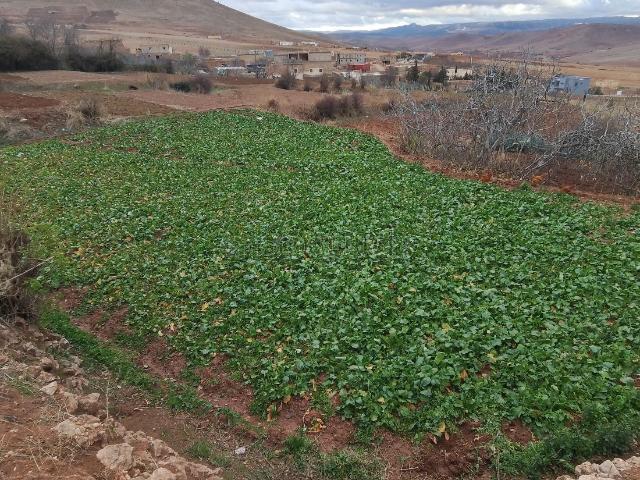 Ferme vente à Tazouta