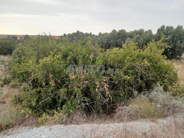 Propriété vente à Tiznit, Oued ed Dahab-Lagouira