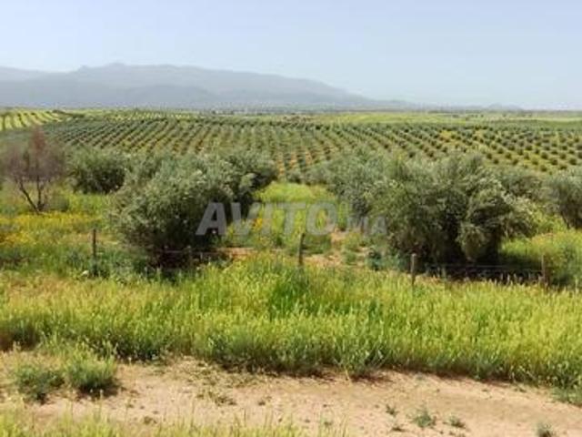 Propriété vente à Mellal