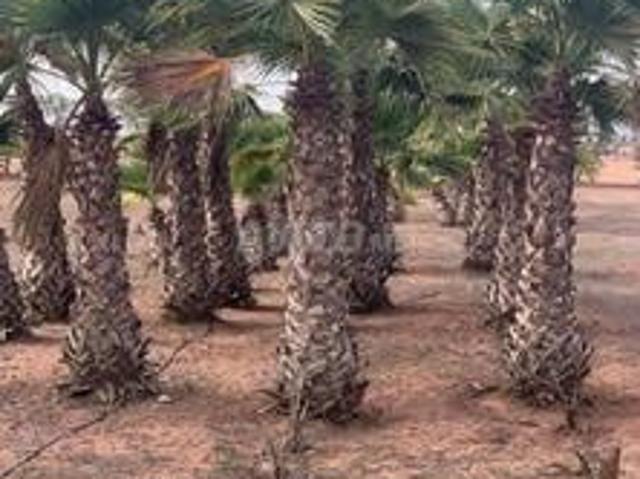 Propriété vente à El Ma, Gharb-Chrarda-Beni Hssen