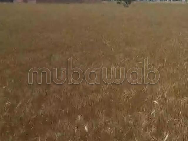 Ferme vente à Salé
