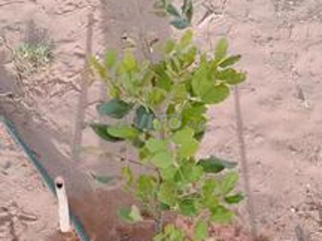 Propriété vente à Biougra, Oued ed Dahab-Lagouira