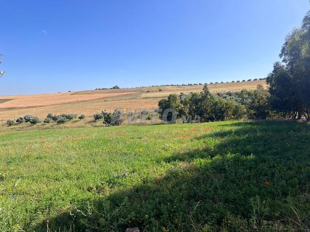 Propriété vente à Settat, Gharb-Chrarda-Beni Hssen