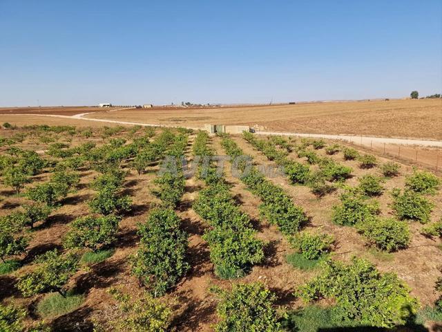 Propriété vente à El Ma, Gharb-Chrarda-Beni Hssen