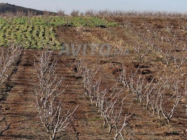 Propriété vente à Imouzzer Des Ida Ou Tanane, Oued ed Dahab-Lagouira