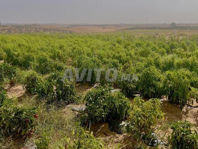 Propriété vente à Sidi Allal El Bahraoui