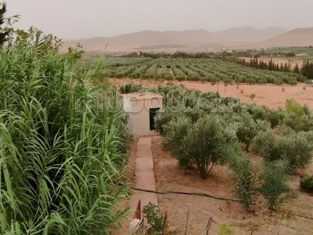 Ferme vente à Guenfouda