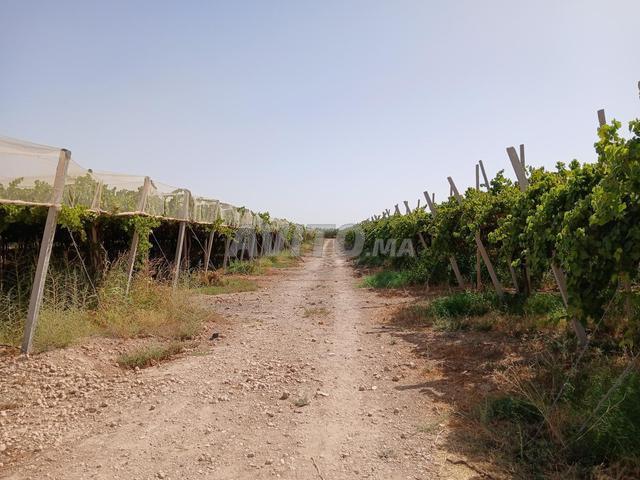 Propriété vente à Chichaoua, L'Oriental