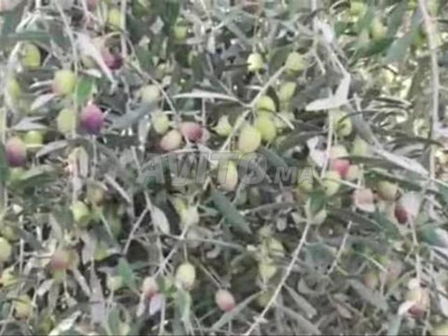 Propriété vente à Guelmim