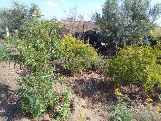 Propriété vente à Biougra, Oued ed Dahab-Lagouira
