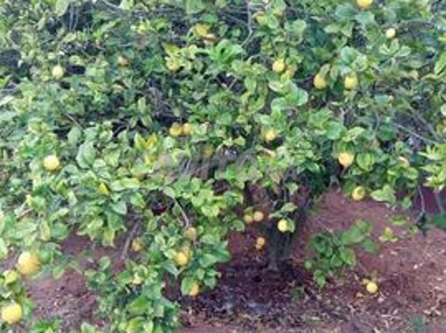 Propriété vente à Had Soualem, Gharb-Chrarda-Beni Hssen