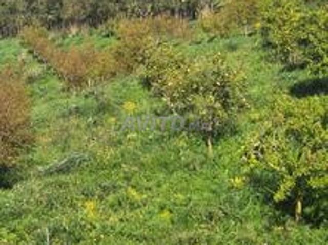 Propriété vente à El Ma, Gharb-Chrarda-Beni Hssen