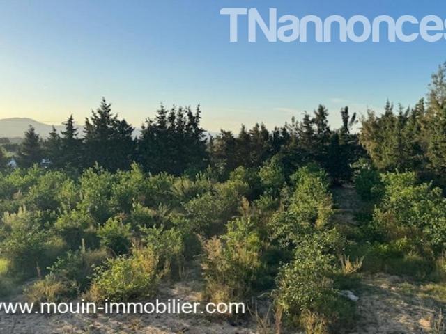 Terrain vente