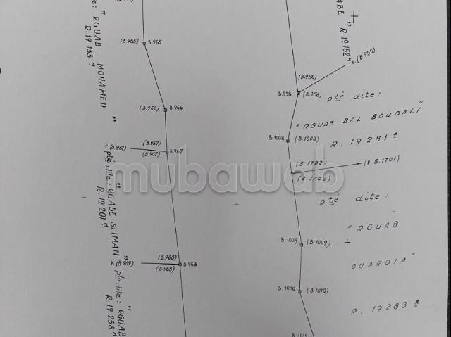 Ferme vente à Sidi Ghanem, L'Oriental
