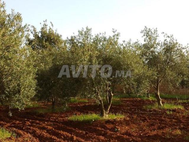 Propriété vente à Ait Ouallal