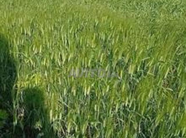 Propriété vente à El Ma, Gharb-Chrarda-Beni Hssen