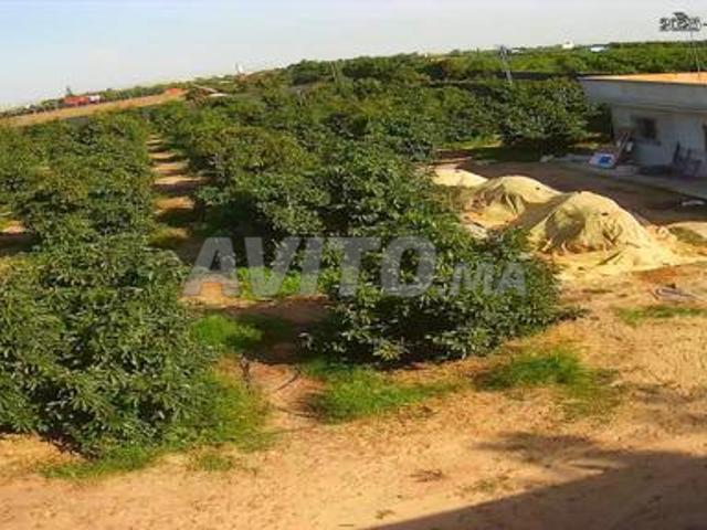 Propriété vente à Larache, Tanger-Tétouan