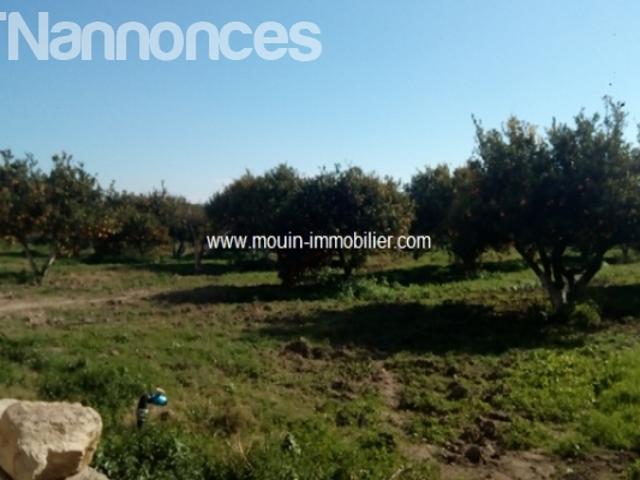 Terrain vente
