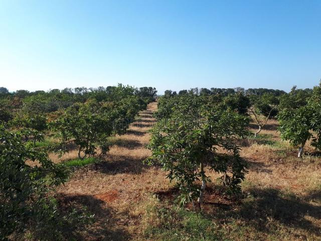 Ferme vente à Gharb-Chrarda-Beni Hssen