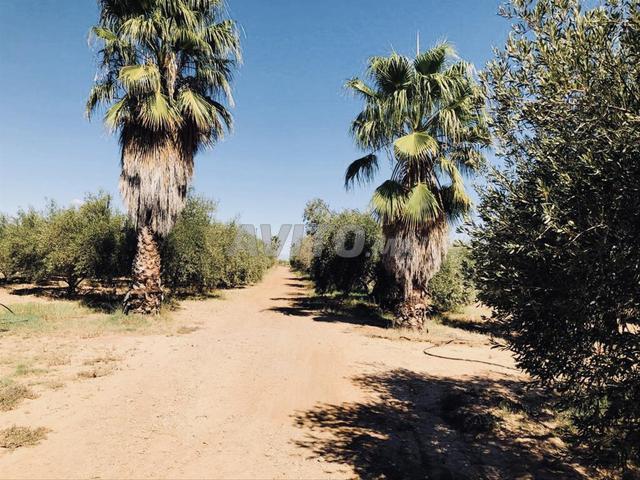 Propriété location à L'Oriental