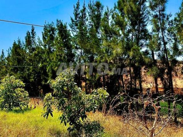 Propriété vente à El Ma, Gharb-Chrarda-Beni Hssen