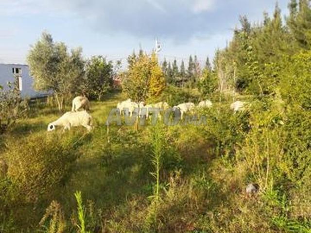 Propriété vente à Lyautey