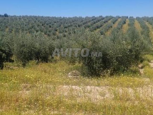 Propriété vente à Mellal