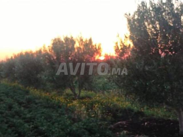 Propriété vente à Sidi Qacem