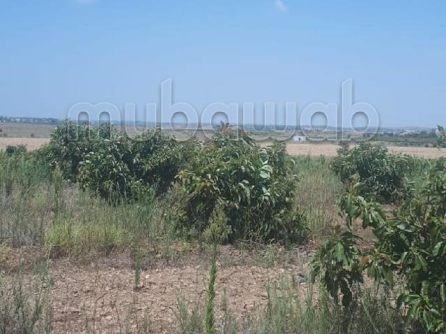 Ferme vente à Marrakech, L'Oriental