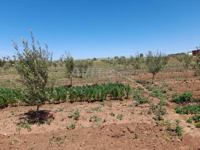 Propriété vente à El Gara, Gharb-Chrarda-Beni Hssen