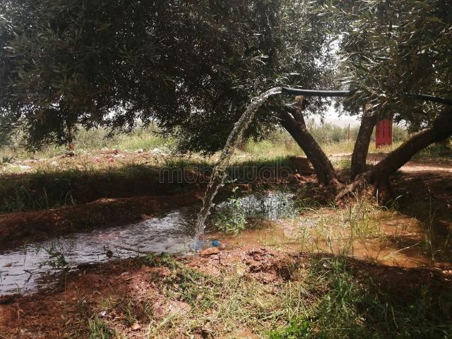 Ferme vente à Laattaouia, L'Oriental