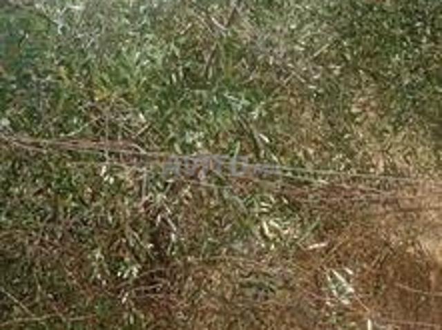 Propriété vente à Mellal