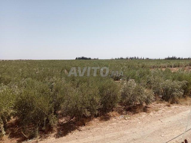 Propriété vente à Majjat, L'Oriental