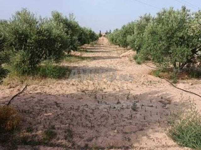 Propriété vente à Guercif