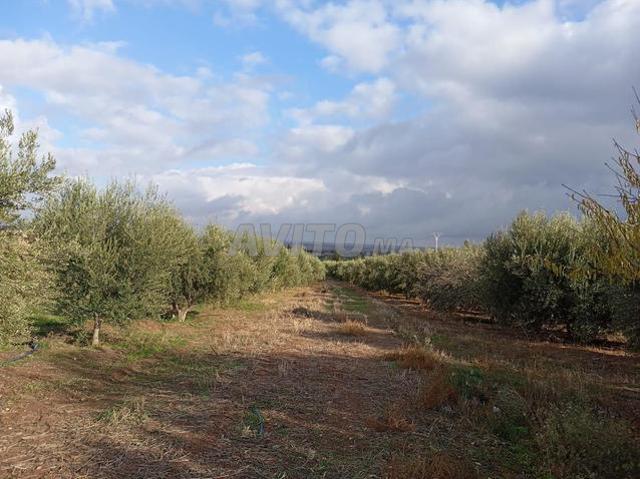 Propriété vente à Mellal