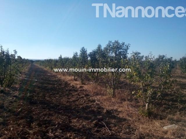 Terrain vente